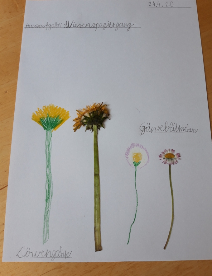 Wiesenblumen