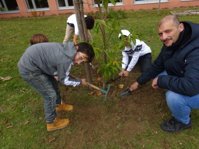 Der Esskastanienbaum braucht Pflege