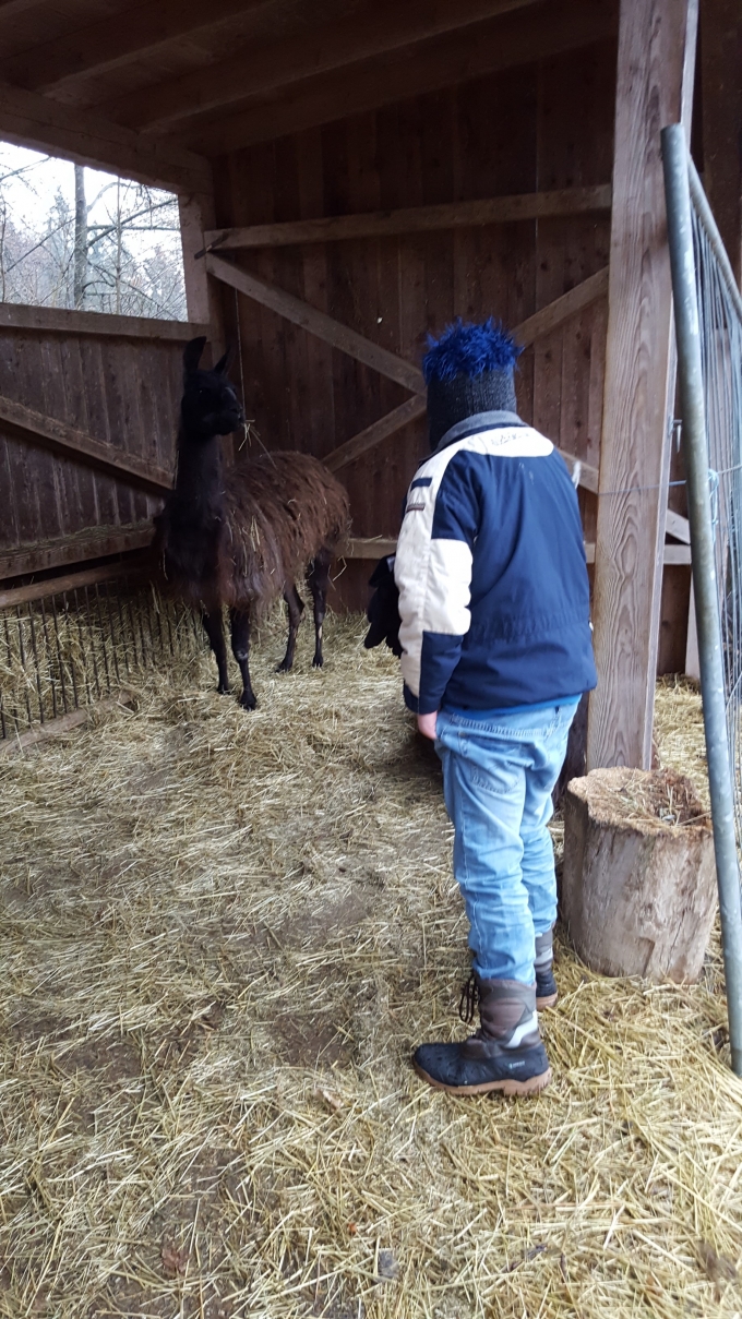 Kurz vor dem Lachflash bei den Lamas