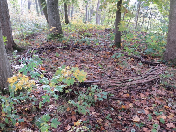 Unser Waldsofa